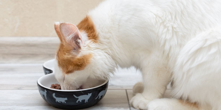 How To Soften Dry Cat Food