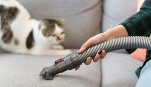 How to Get Rid of Cat Smell in an Apartment