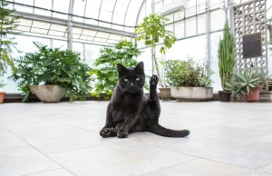 How to Make An Indoor Garden for Cat