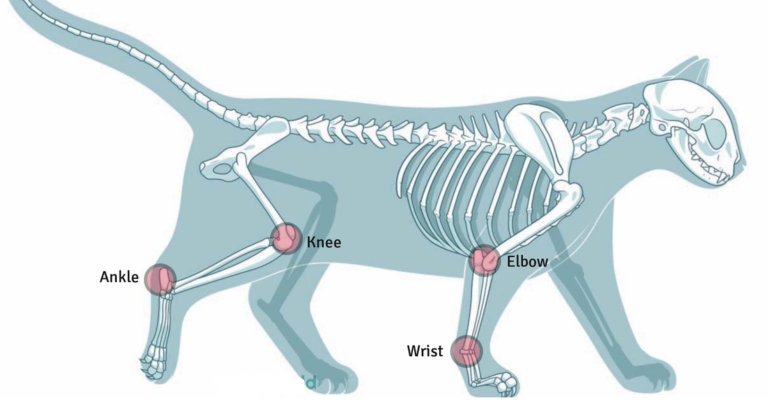 Do Cats Have Knees, Elbows And Ankles Like Humans?