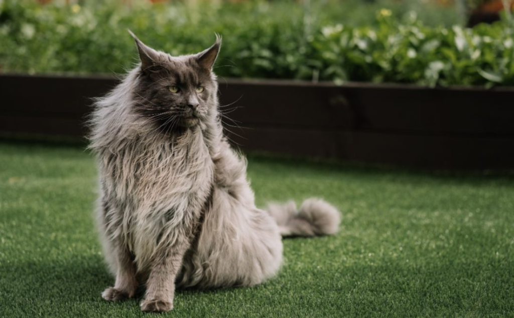 4 Key Factors That Affect When Cats Reach Their Full Size