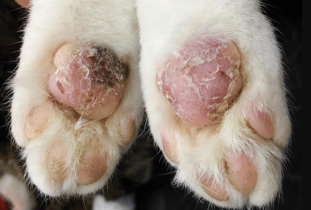 Allergies Causing Paw Color and Texture Changes