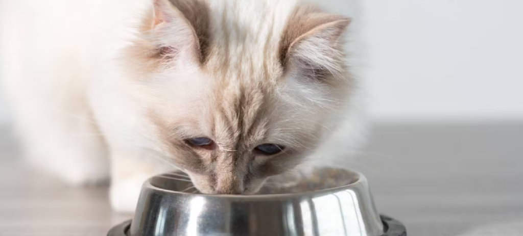 Are Plain Beans Safe for Cats to Eat