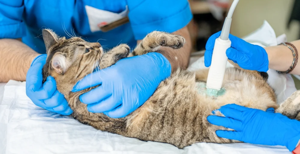 At What Point Should You Take a Pregnant Cat to the Vet