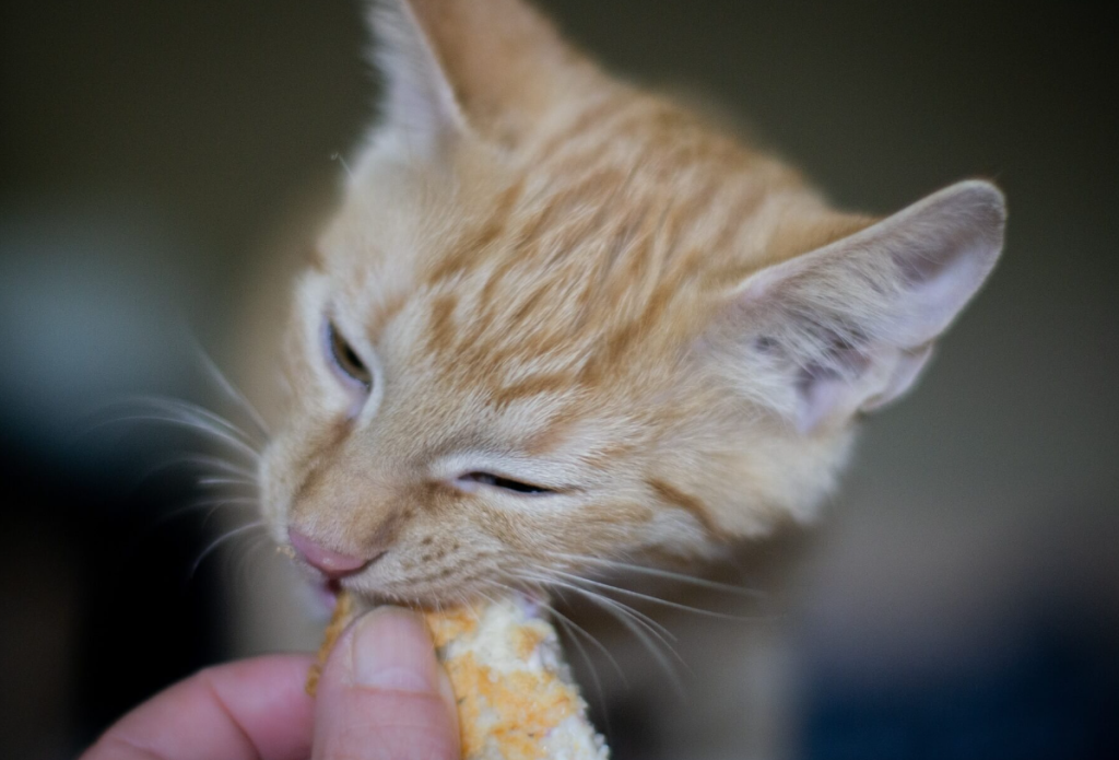 Benefits and Risks of Feeding Pineapple to Cats