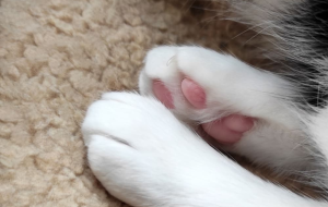 Can Cat Paw Pads Change Color?