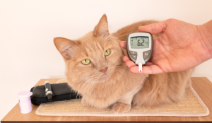 Can I Use My Glucose Meter For My Cat