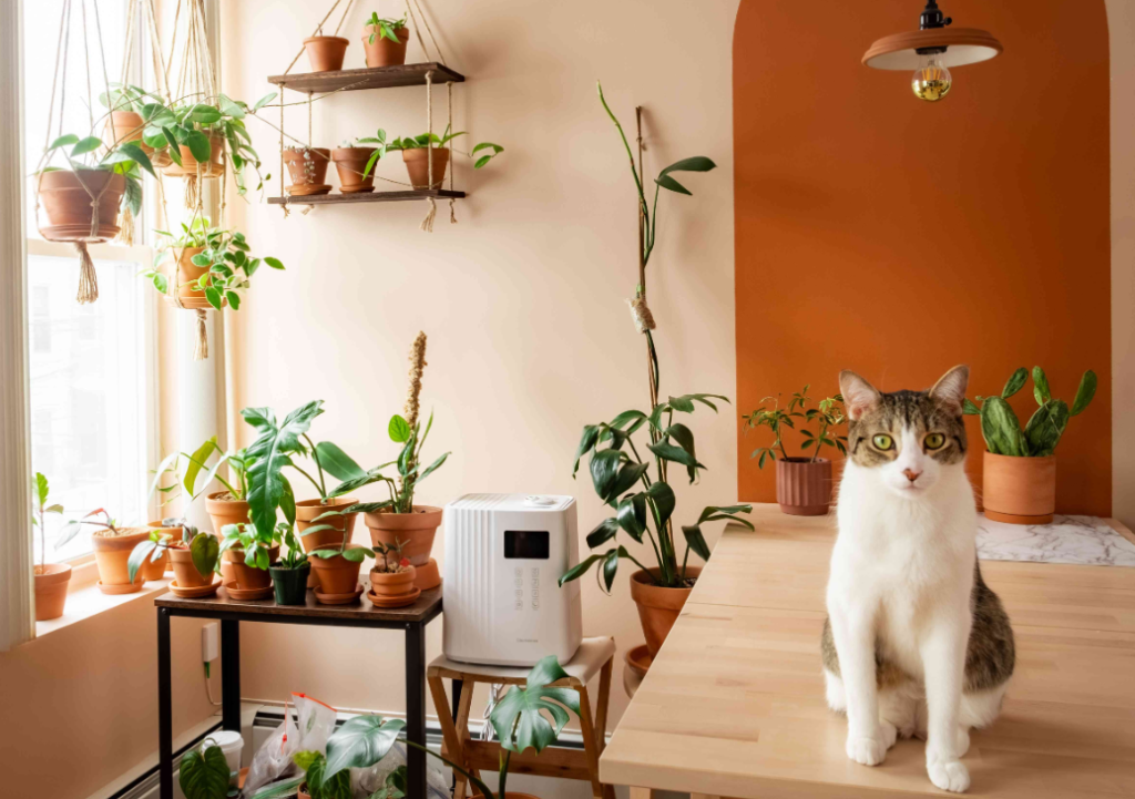 Cat-Proofing Your Home