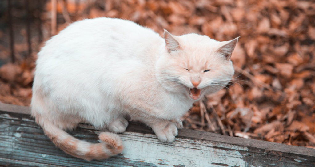 Common Triggers and Theories Behind Cat Huffing