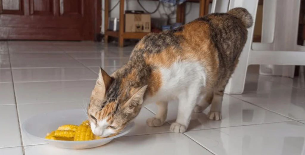 Healthier Cat Treat Alternatives to Veggie Straws