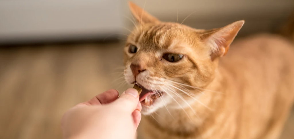 Healthy Treat Alternatives to Pineapple for Cats