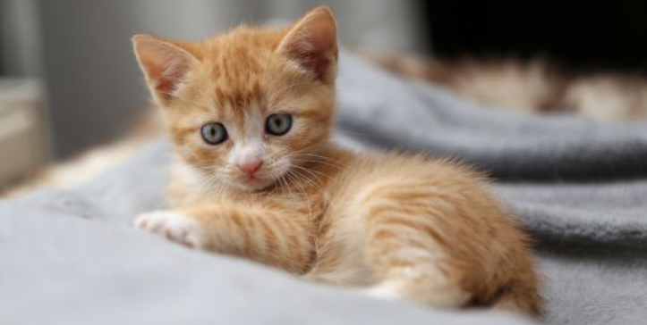How Long Kittens Can Safely Go Without Food