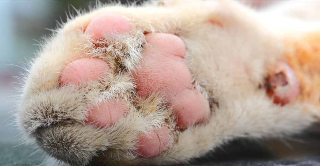 Infections Causing Paw Color Changes