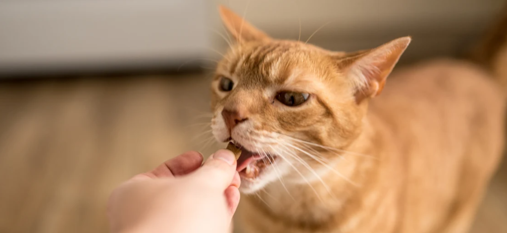 Nutritious Treats for Cats