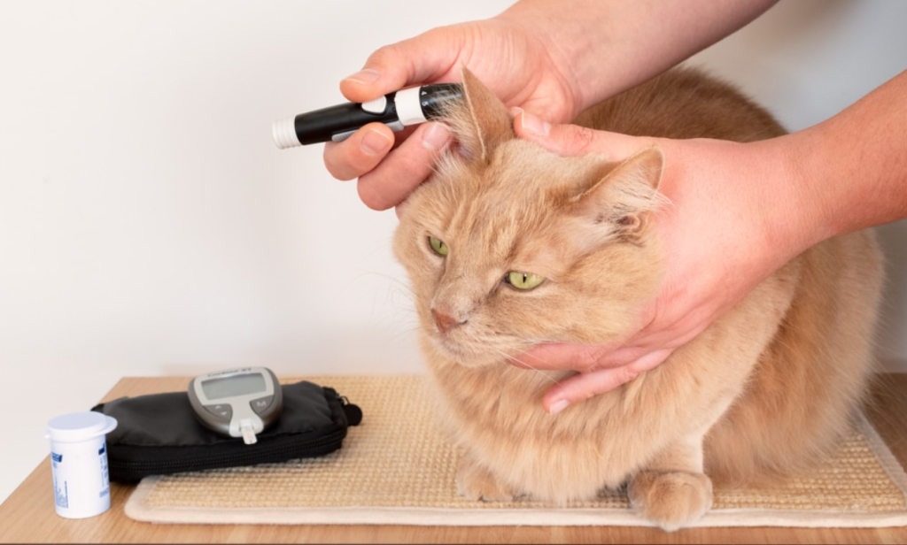 Pet Glucose Meters Specifically for Cats