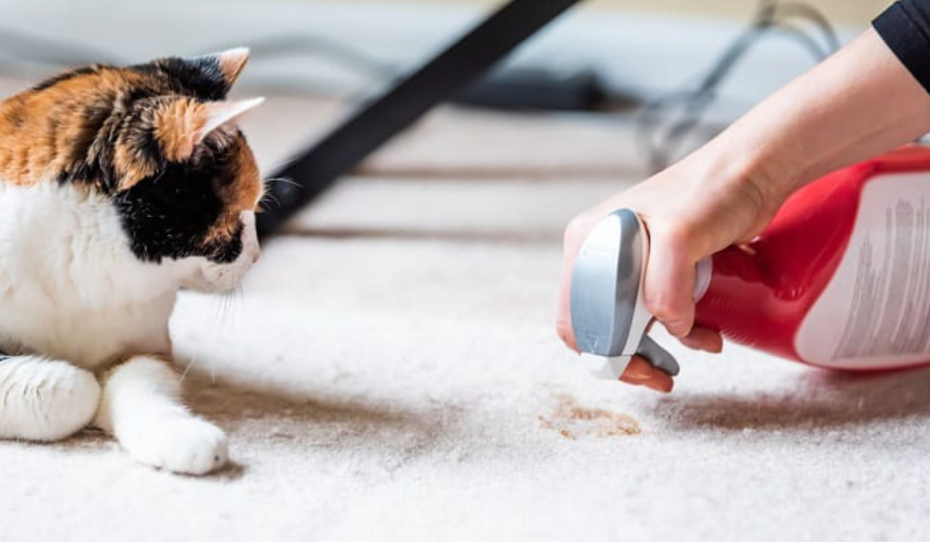 Remove Cat Urine Smells from Carpets