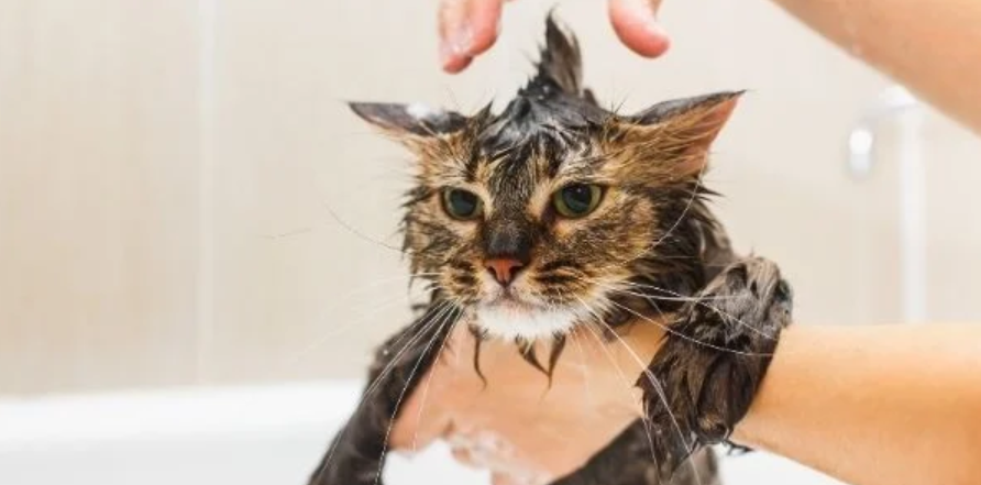 Signs of Severe Distress in Cats After Bathing Needing Veterinary Assessment