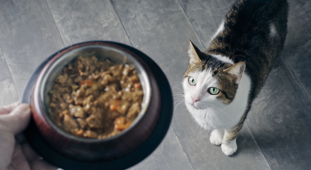 Softening Dry Food for Cats with Special Needs