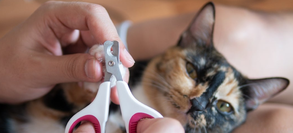 Step-by-Step Guide to Clipping Your Cat's Nails
