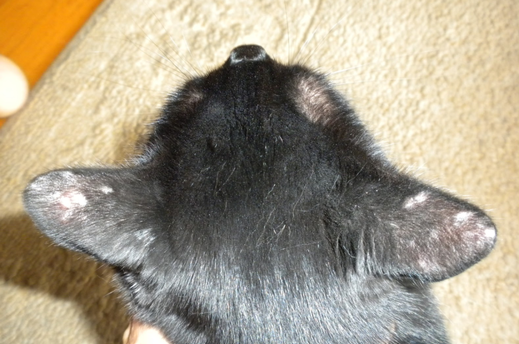  Stop Cat Ear Hair Loss
