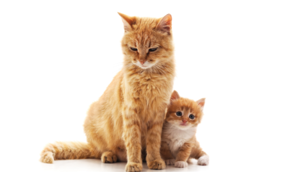 The 4 Main Growth Phases for Kittens and Cats