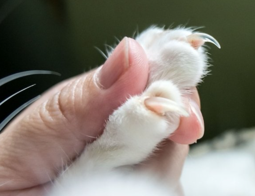 Tips to Make Nail Trims Easier on Your Cat