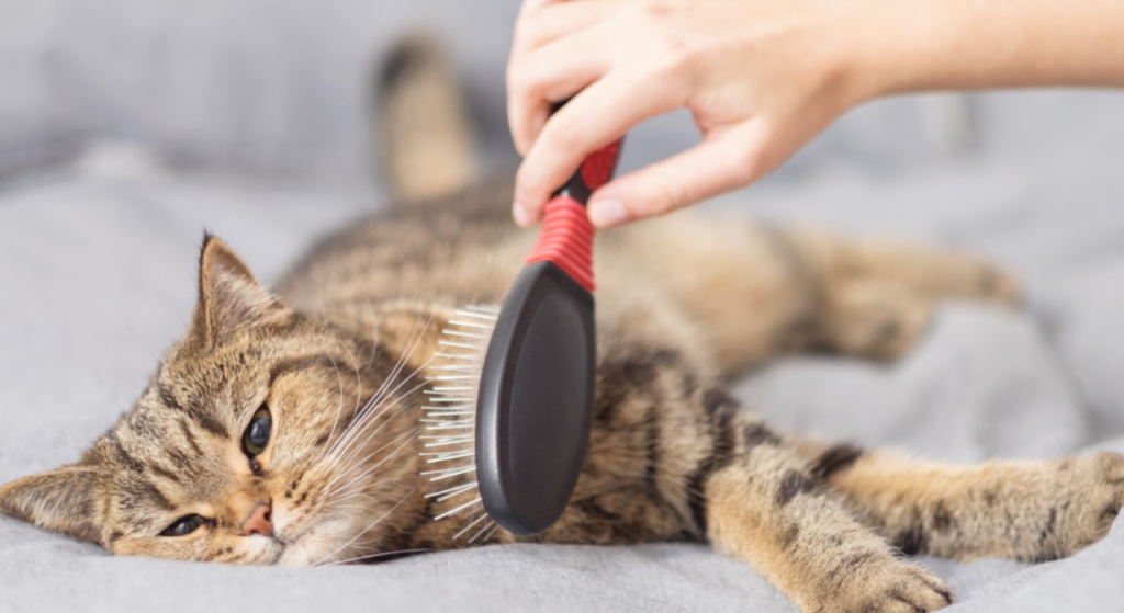 Tips to Manage Cat Shedding and Regrowth
