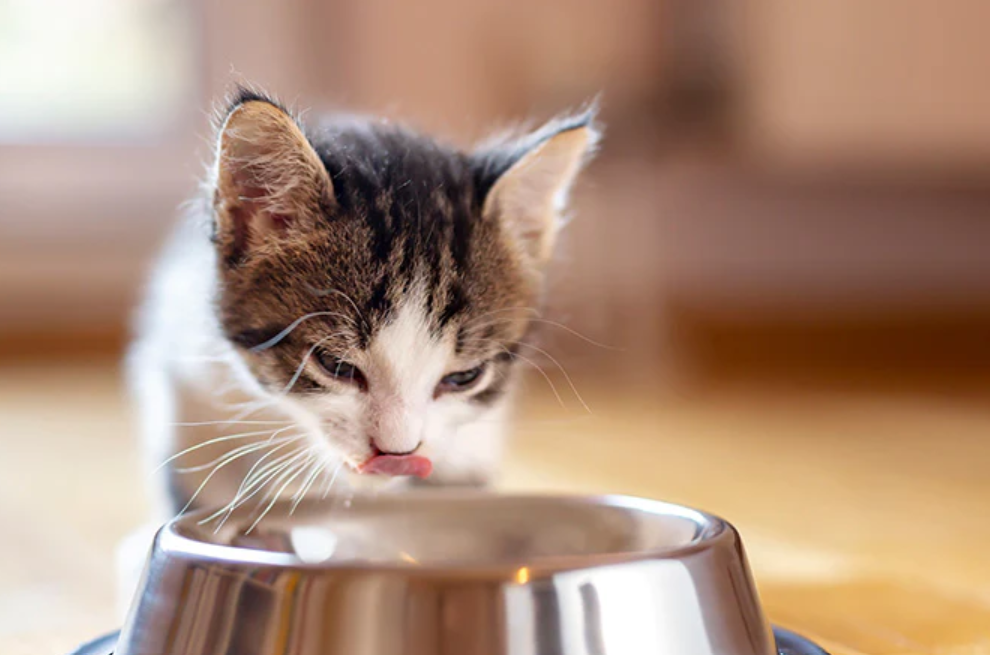 What to Do if a Kitten Misses a Meal