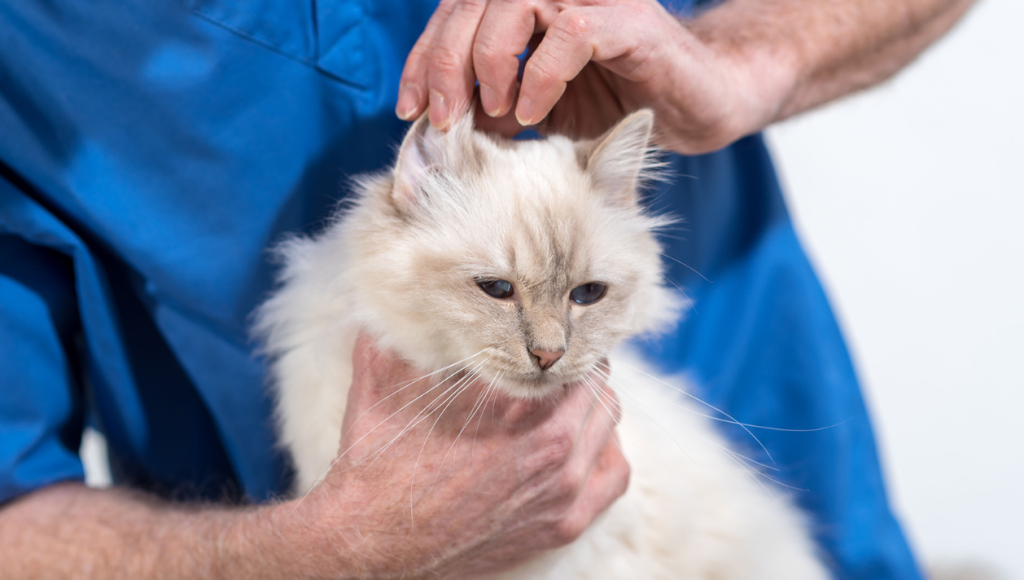When to See the Vet About Cat Hair Loss