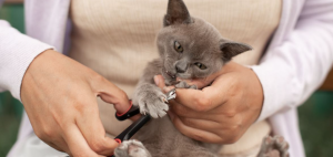 Why Do Cats Hate Getting Their Nails Cut