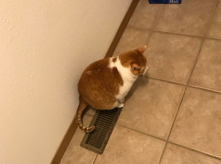 Why Does My Cat Keep Peeing in the Air Vent?