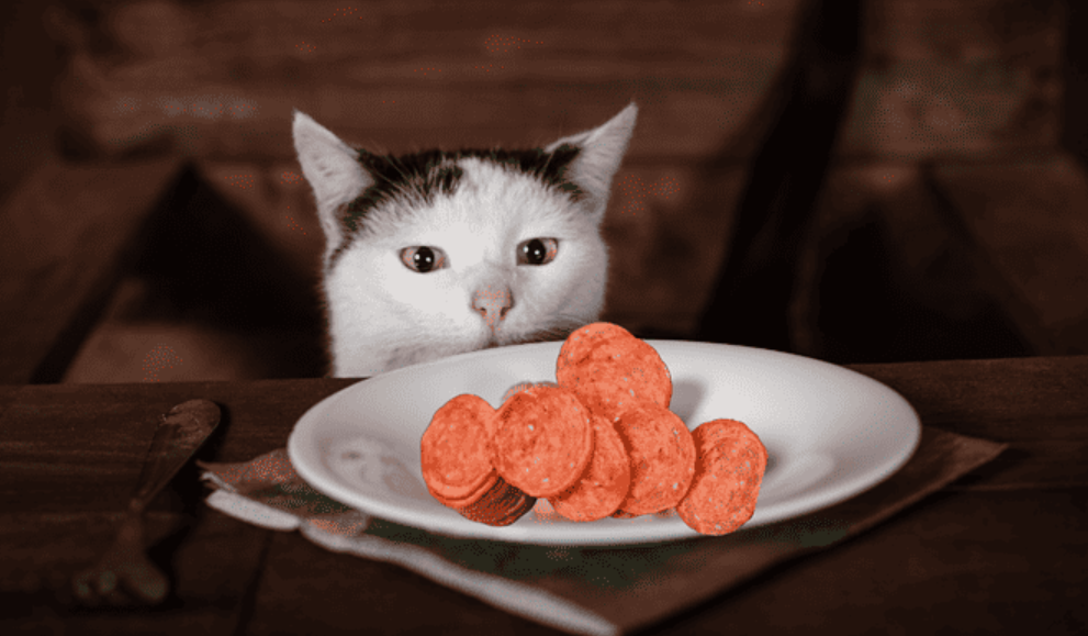 Why Pepperoni is Unsafe for Cats
